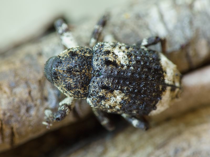 Cryptorhynchus (Cryptorhynchus) lapathi (Linnaeus, 1758)